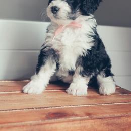 Bernedoodle Puppies from Southern Oak Breeders LLC