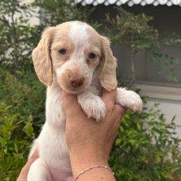 Finn - Piebald male Dachshund puppy in Wichita Falls, Texas from Long Dogs in The Falls