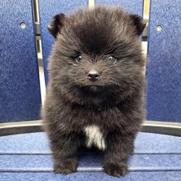 Piper - Black female Pomeranian puppy in New Lenox, Illinois from Illinois Poms