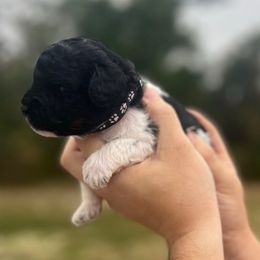 Black Collar - Black and white male Sheepadoodle puppy in Hudson, Florida from Tampa Sheepadoodles