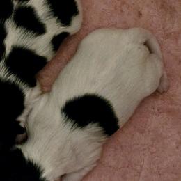 Biewer Terriers from Biewer Terriers by Rimba