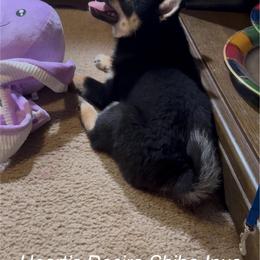 Reiji (Clever child) - Black and tan male Shiba Inu puppy in Derby, Kansas from Heart’s Desire Shiba Inus
