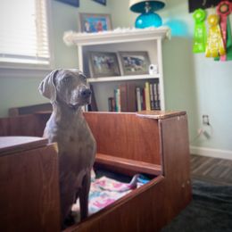 German Shorthaired Pointer and Weimaraner Puppies from SilverBay GunDogs