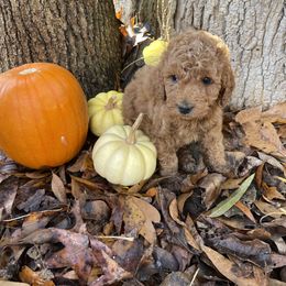 Girl 3 - Assorted Doodle Crosses puppy in Due West, South Carolina from Miller Family Puppies