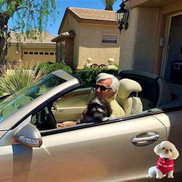 Shih Tzu Puppies from Pup-Tzu WNC