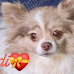 Perdi - Pomeranian