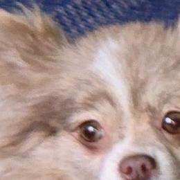 Perdi - Pomeranian