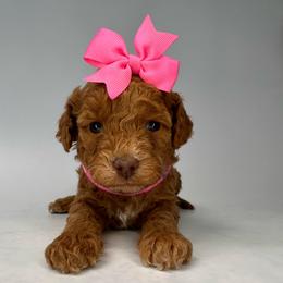 Patty (pink) - Red  female Goldendoodle puppy in Hot Springs, Arkansas from Hot Springs Kennels