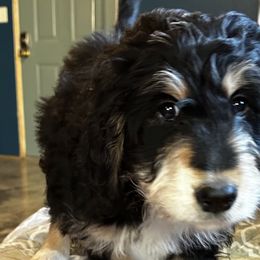 Princess Cinderella - Bernedoodle puppy from Backwoods Bernedoodles