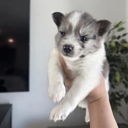 Pomsky Puppies from Velvet Pomskies