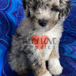 Aussiedoodle, Bernedoodle, Cockapoo, and Goldendoodle Puppies from Puppy Love Doodles