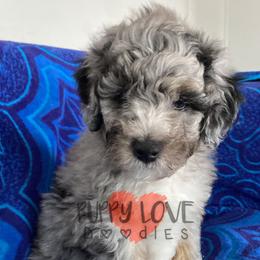 Aussiedoodle, Bernedoodle, Cockapoo, and Goldendoodle Puppies from Puppy Love Doodles