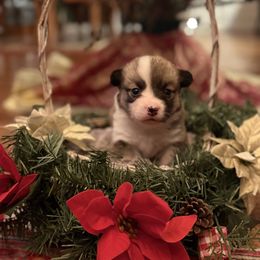 Puppy 2 - Sable female Pembroke Welsh Corgi puppy in Grantsville Md, Maryland from Standing Oaks Kennel