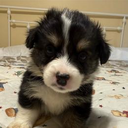 Phil Collins - White and black male Pembroke Welsh Corgi puppy in Granville, New York from Windy Mountain Kennels
