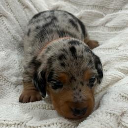 Silver dapple black ears SHORT HAIR - Dapple male Dachshund puppy in Sylvania, Alabama from Turner Delightful Dachshund Farm