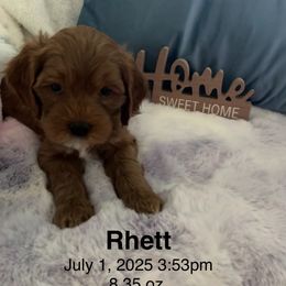 Cavapoo Puppies from Cavapoo Lovebugs