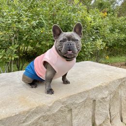 Penelope  - French Bulldog