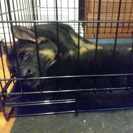 German Shepherd Puppies from Milliner K9 LLC