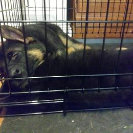 German Shepherd Puppies from Milliner K9 LLC