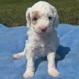 Bashful - White female Poodle puppy in Akeley, Minnesota from Blessed Acres Miniature Poodles