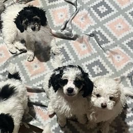 Poodle Puppies from Eagleridge Mini Poodles