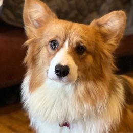 Ryder - Pembroke Welsh Corgi