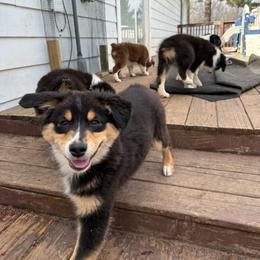 Light Pink - Black tri-color female Australian Shepherd puppy in Grand Rapids, Michigan from Griffin Tides - Australian Shepherds