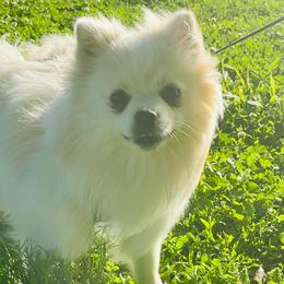 Prue - White female Pomeranian puppy in St. Louis, Missouri from Saint Louis Pomeranian babies