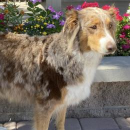 Australian Shepherds from Bradshaw Ridge Aussies