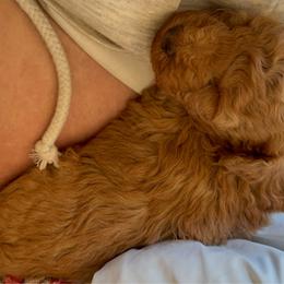 Red - Red  male Poodle puppy in Salem, Oregon from Oregon Poodle Oodle Doodles