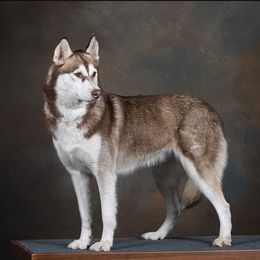 Kya - Siberian Husky