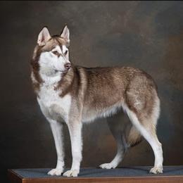 Kya - Siberian Husky