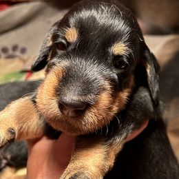 Boy 4 - Dachshund puppy in Mt Laurel, New Jersey from ev-ry dachshund