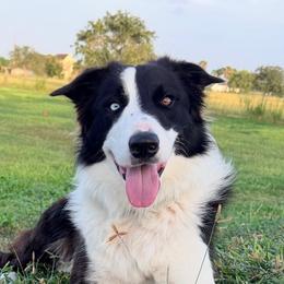 Onyx - Border Collie