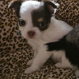Diamond - Chocolate and white female Chihuahua puppy in Amity, Pennsylvania from Baxters Chihuahuas