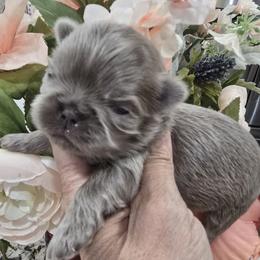 Shih Tzu Puppies from 🩷ViviDreamyShihtzus🩷