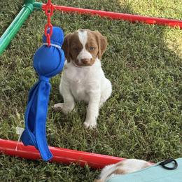 Brittany Puppies from Christmas Acres Brittanys