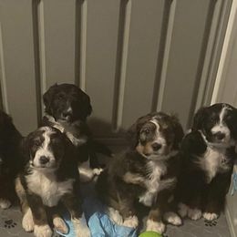 Bernedoodle Puppies from Darling Paws, LLC