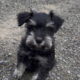 Boy Green Collar - Black and silver male Miniature Schnauzer puppy in Prescott, Washington from Winona Schnauzers