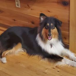 Timber  - Collie