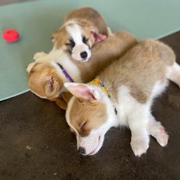 Pembroke Welsh Corgi Puppies from Chrismark