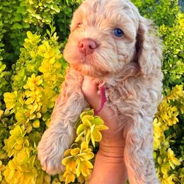 Nala - Golden female Cockapoo puppy in Millville, California from Hope Lane Kennels