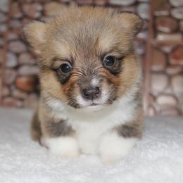 Toffee - Sable female Pembroke Welsh Corgi puppy in Washington from Castle View Royal Rumps