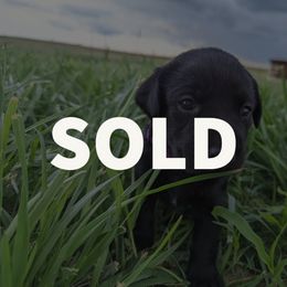 Dilute Retriever and Labrador Retriever Puppies from LC Hunting Labs, LLC.