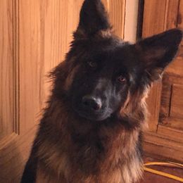 German Shepherds from Clara's German Shepherds