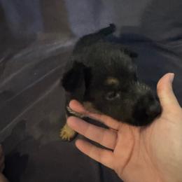 Red - Black and tan male German Shepherd puppy in La Follette, Tennessee from Moore German Shepherds