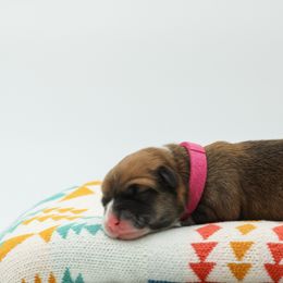 Pink Collar Female - Red female Pembroke Welsh Corgi puppy in Walsh, Colorado from Wilson Ranch Corgis
