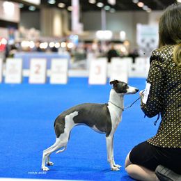 Italian Greyhound Puppies from Macabre Italian Greyhounds