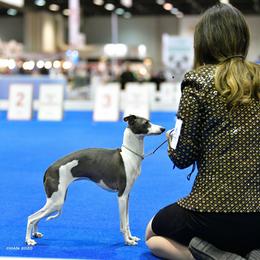 Italian Greyhound Puppies from Macabre Italian Greyhounds
