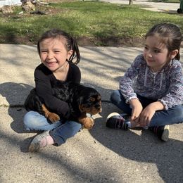 Cavalier King Charles Spaniel Puppies from Family first cavaliers